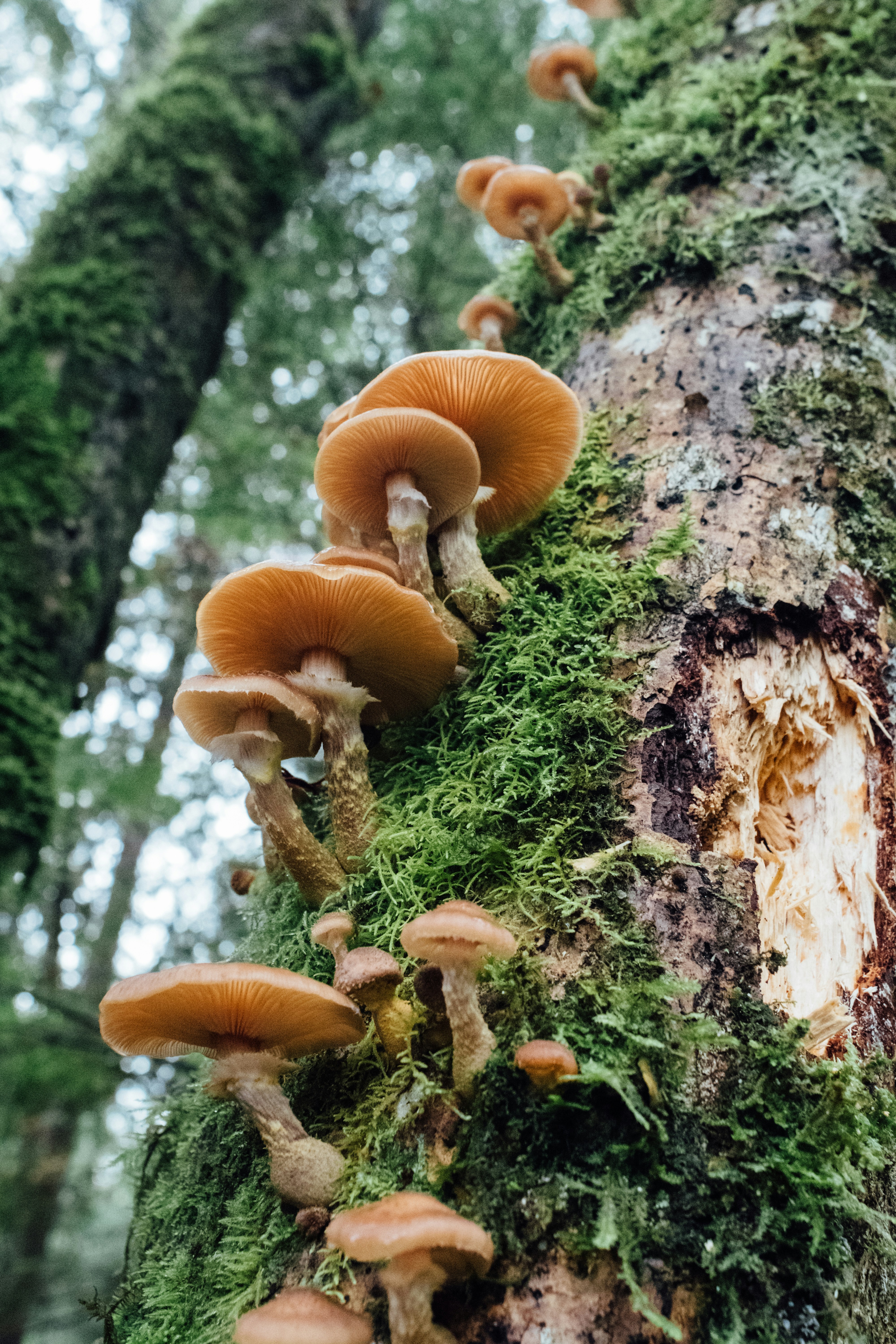 funghi su albero.jpg